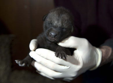 Maned Wolf Pup Maned Wolf Pup